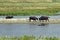 Fighting Water buffalos Bubalus arnee in Schleswig-Holstein, Germany, Europe