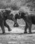 Fighting wild Elephants