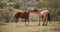 Fighting wild horse stallions biting each other in the Salt River wild horse management area near Mesa Arizona USA