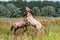 Fighting wild horses in The Netherlands