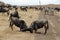 Fighting wildebeests, Ngorongoro Crater, Tanzania