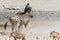 Fighting zebras in Etosha National Park, Namibia