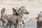 Fighting Zebras in namibia