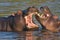 Fights young Hippopotamus, Hippopotamus amphibius,Okavango, Botswana