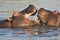 Fights young Hippopotamus, Hippopotamus amphibius,Okavango, Botswana