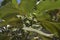 Figs or Anjeer Tree , Closeup shot of green fruits on a fig tree