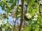 Figs on a branch. Green branches of a fig tree. Growing fruits on a fruit tree. Partially defocused image. Close-up