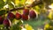 Figs on a branch in an orchard closeup. Generative AI