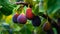 Figs on a branch in an orchard closeup. Generative AI