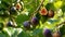 Figs on a branch in an orchard closeup. Generative AI