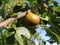 Figs on a branch. Several fruit fruits, ready to be harvested and consumed. Garden plants. Ripe fig in a garden or farm