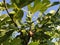 Figs on a branch. Several fruit fruits, ready to be harvested and consumed. Garden plants. Ripe fig in a garden or farm