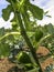 Figs in the field.