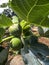 Figs in the field.