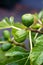 Figs growing on fig, Ficus carica, `Black Genoa` tree branch