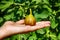 Figs in hand. Ripe fruit in hands on a background of Fig