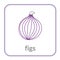 Figs icon. Purple outline flat sign, isolated white background. Symbol of health nutrition, eco food fruit. Contour