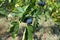 Figs, ripe, just before harvest