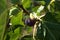 Figs, ripe, just before harvest