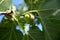 Figs, ripe, just before harvest