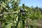 Figs, ripe, just before harvest