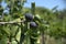 Figs, ripe, just before harvest