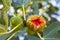 Figs ripening on a fig tree