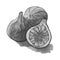 Figs watercolor hand drawn fruit. Monochrome. Sketch art.