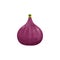 Figs whole and cut isolated exotic food berry icon