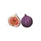 Figs whole and cut isolated sketch, exotic food