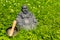 Figure of a Buddha beside a singing bowl standing in the garden in the midst of blossoming clover.