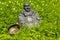 Figure of a Buddha beside a singing bowl standing in the garden in the midst of blossoming clover.