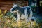 The figure of a cow with a calf in the grass against the background of a wooden village house. Organic farming cattle