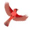 Figure of a flying red cardinal bird