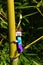 Figure of LEGO Minecraft character Steve climbing on Bamboo node near its side branch.