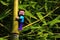 Figure of LEGO Minecraft character Steve embracing Bamboo node near its side branch, summer afternoon sunshine.