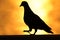 The figure of the pigeon with the sun rise background