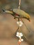 Figure red-billed leiothrix with the plum blossom in spring, flowers and birds