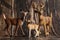 Figure of a toy deer, DOE and fawn on a wooden background