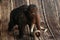 Figure of a toy mammoth on a wooden background