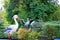 Figures of birds storks among the green vegetation in the Park