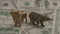 Figures of a bull and a bear on the background of paper money
