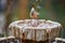 Figurine of a bird at a decorative summer fountain