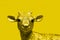 Figurine bull is the symbol of 2021. Yellow tinting. Portrait. View from the front