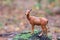 Figurine deer in autumn forest