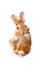 Figurine easter bunny on a light background
