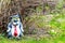Figurine for garden decoration. Gray wolf in a red tie under a bush in a spring garden
