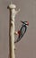 Figurine of a red-headed woodpecker close-up