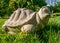 Figurine Turtle made of stone sitting on green grass