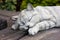 Figurines - sleeping cat